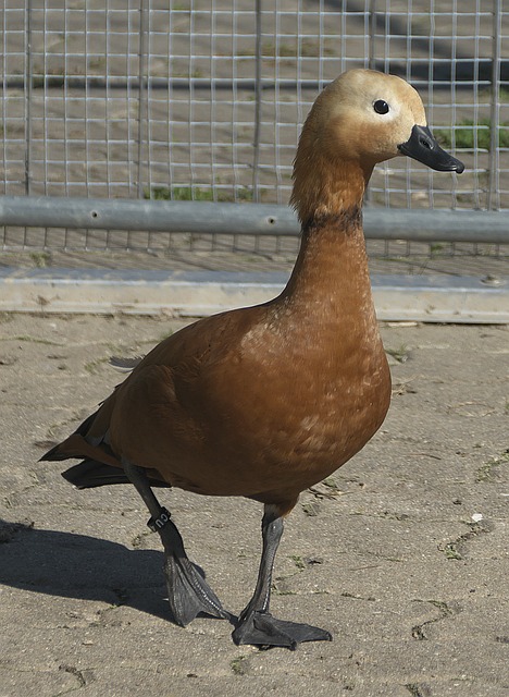 狄龙和伊森